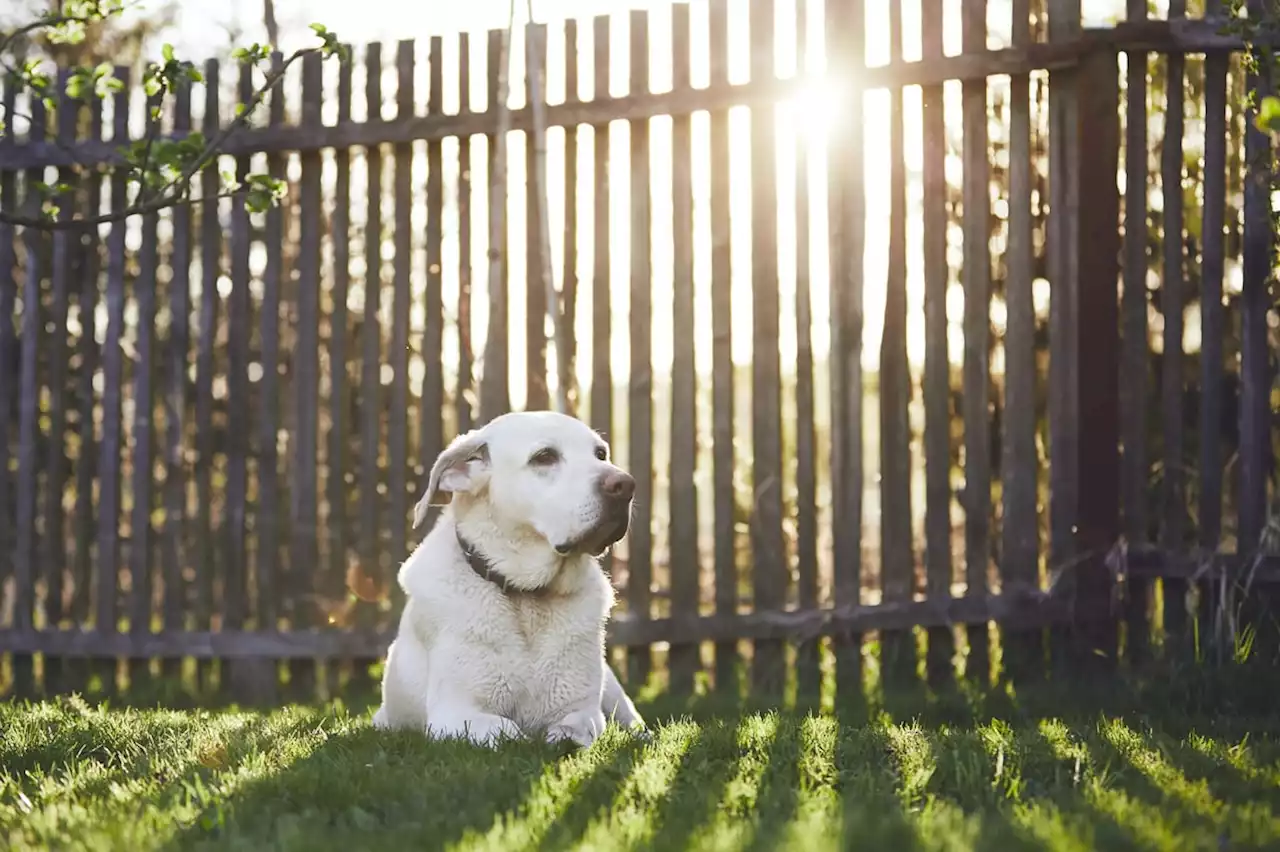 Dog owner fined for allowing pet to poo in own garden after neighbours complained