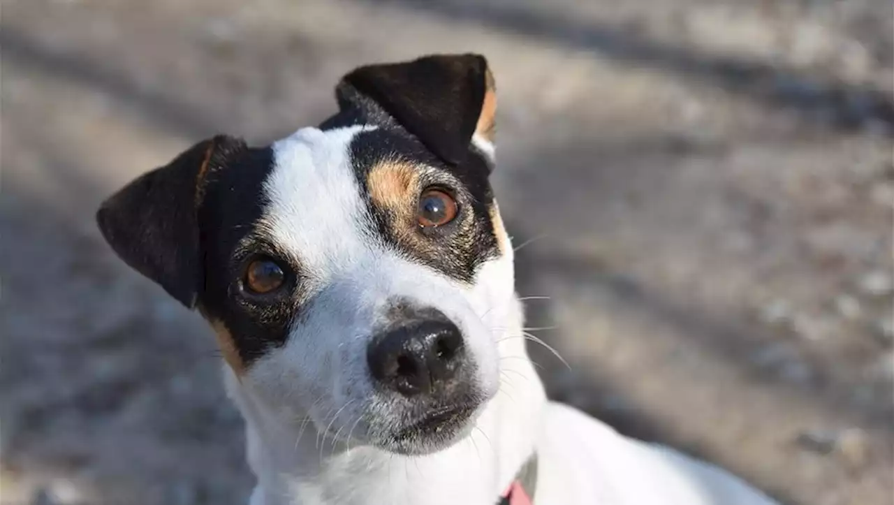 Un chien battu à mort par trois jeunes à coups de pied à Montpellier, son promeneur porte plainte