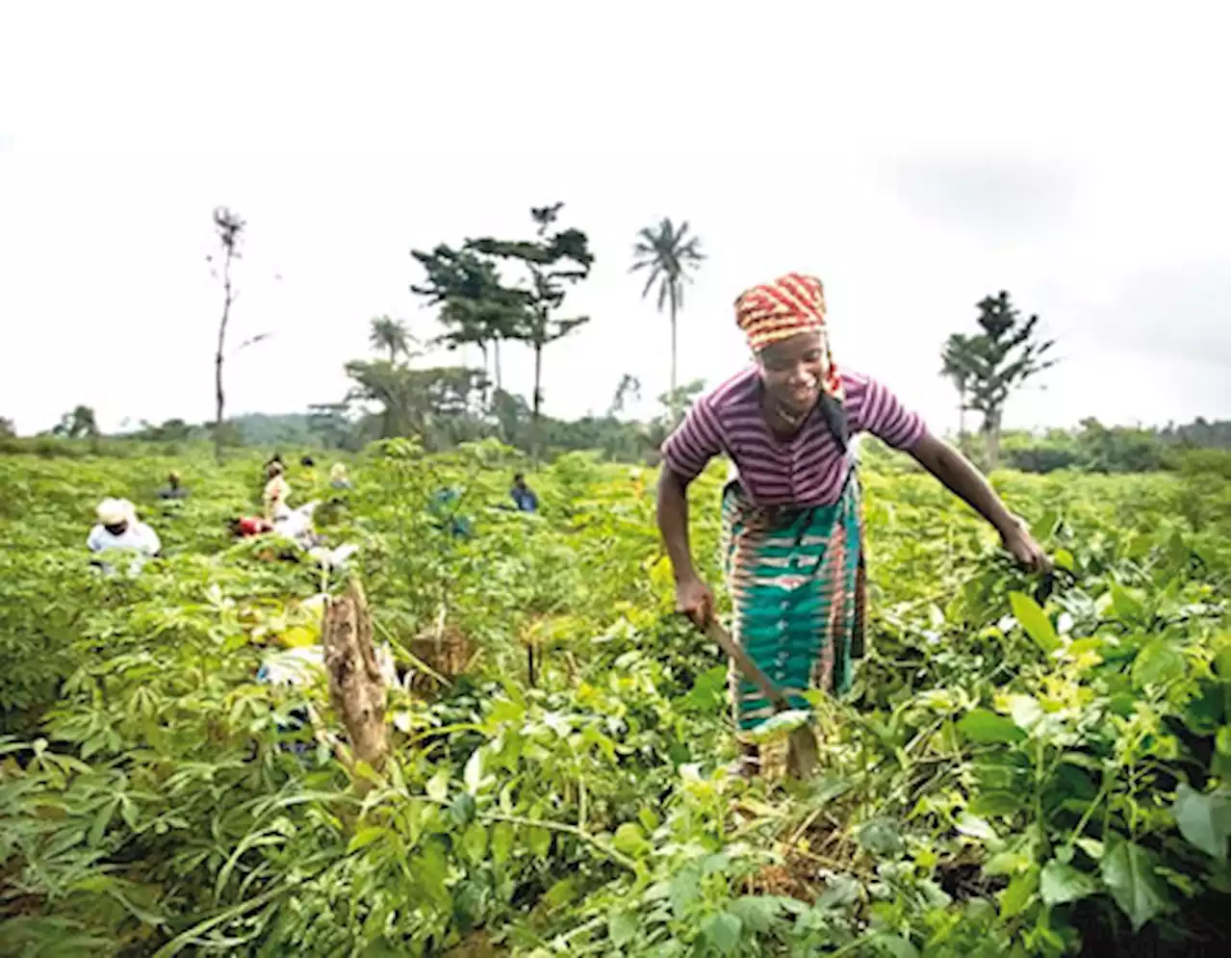 Gombe: Women farmers decry lack of access to farm inputs