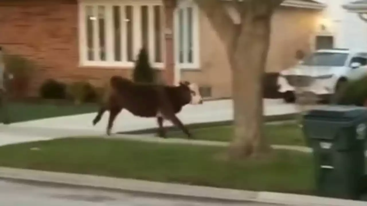 Watch: Cow Roams Illinois Neighborhood After Escaping During Senior Prank