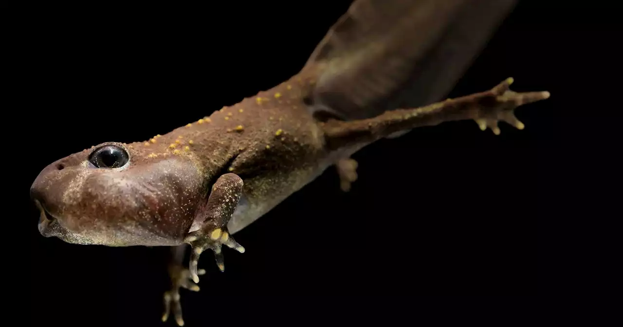 A Collaborative Quest to Save an Endangered Toad from Extinction