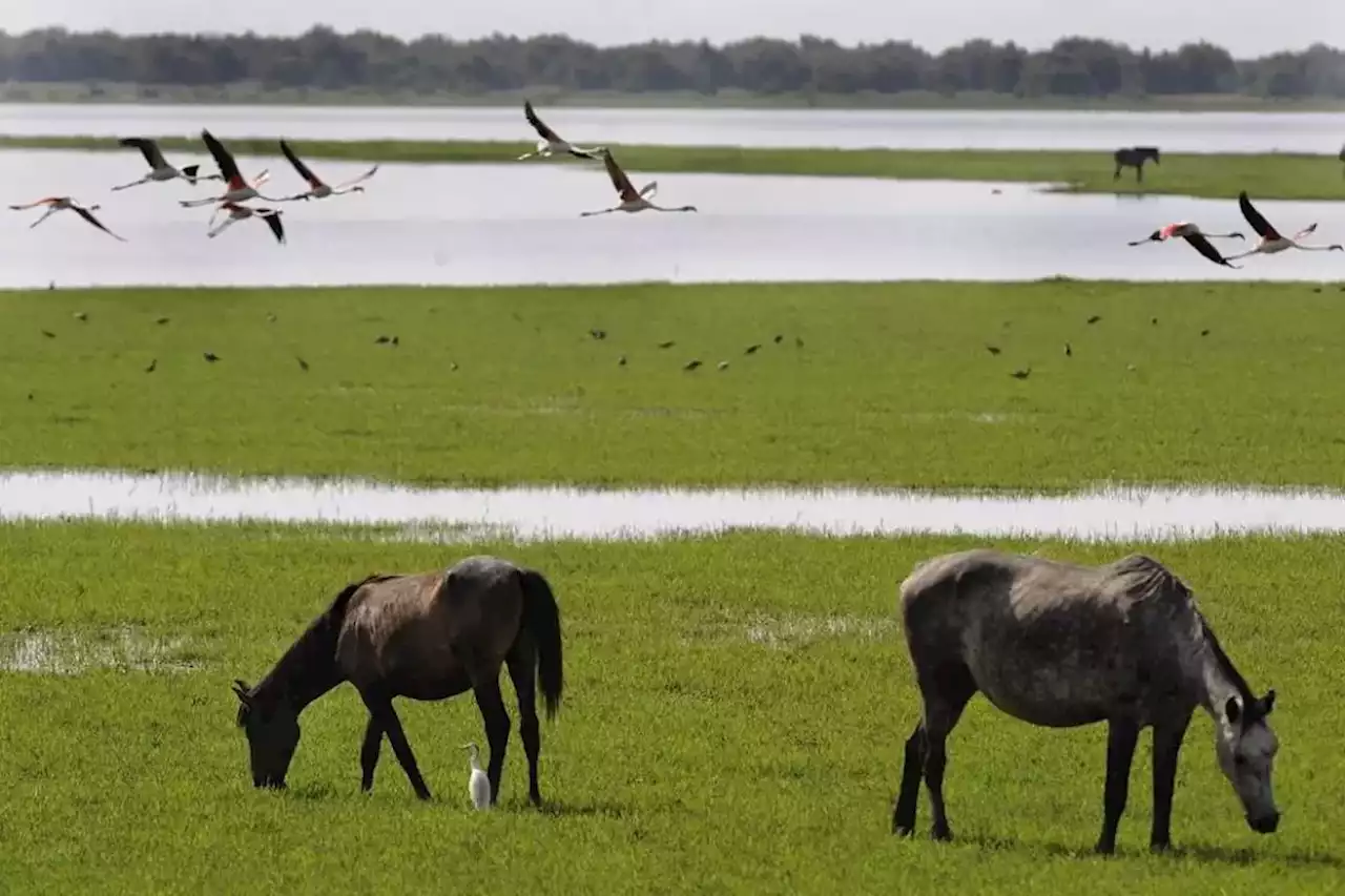 El declive de Doñana hiere de gravedad las poblaciones de aves, anfibios y depredadores