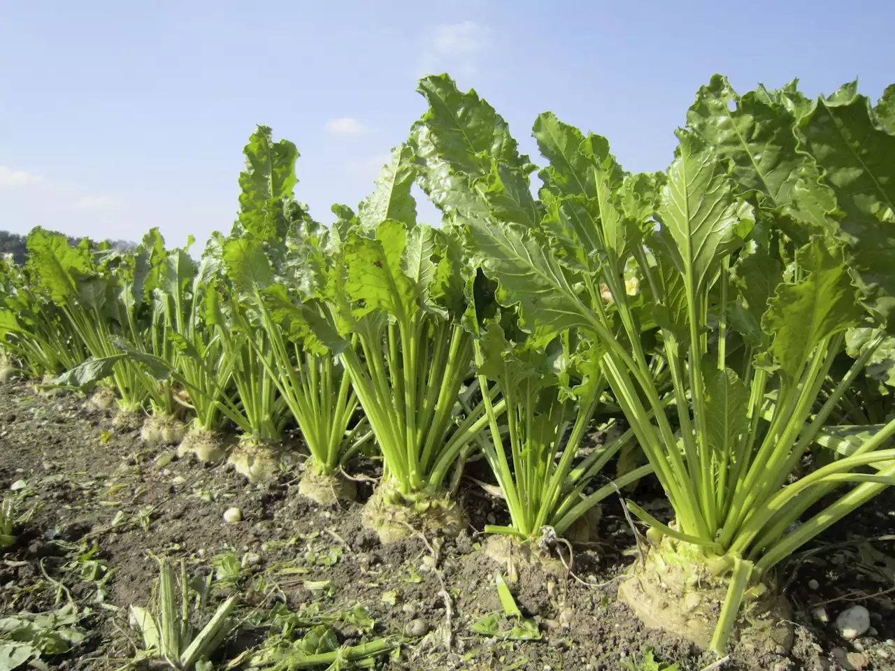 Produktion von Biozucker erheblich ausgeweitet - Schweizer Bauer