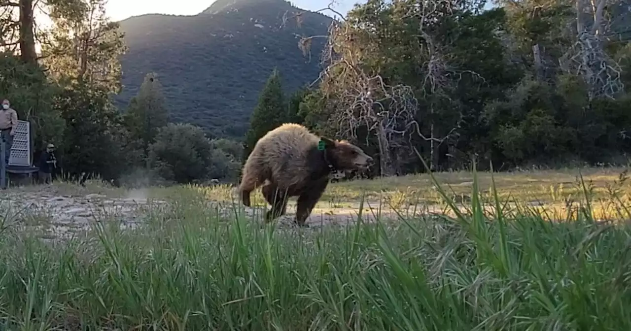 Orphaned bear cubs rehabilitated by San Diego Humane Society released into San Bernardino National Forest