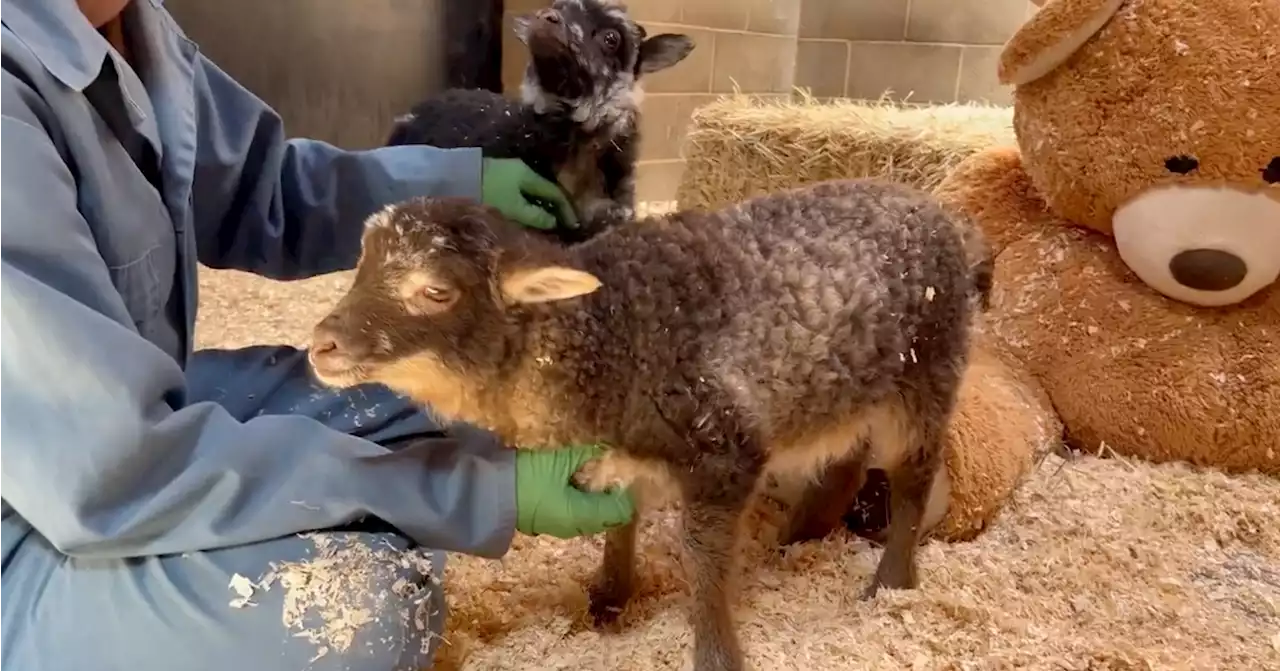 Meet Thistle and Indigo, the Oakland Zoo's newest additions