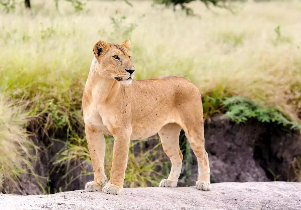 Une lionne réapparaît dans un parc du Tchad, alors que l’espèce y était considérée comme « éteinte »