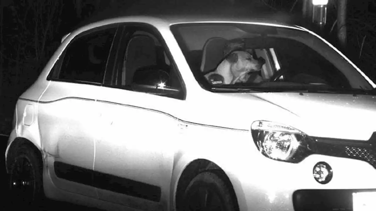 Blitzerfoto: Warum wir immer einen Hund im Auto dabei haben sollten