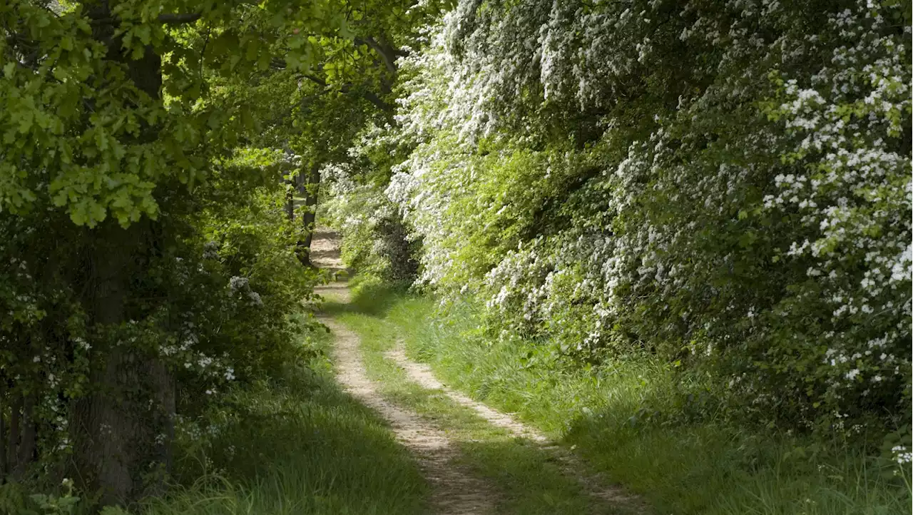 National Trust turns to artificial intelligence to map the demise of Britain's hedgerows