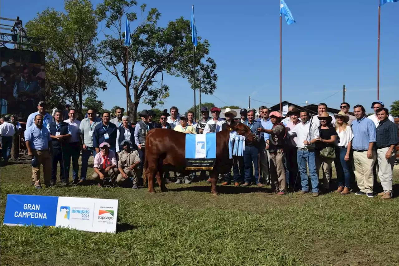 En un día consagratorio se conocieron los Grandes Campeones en el Congreso Mundial Brangus 2023