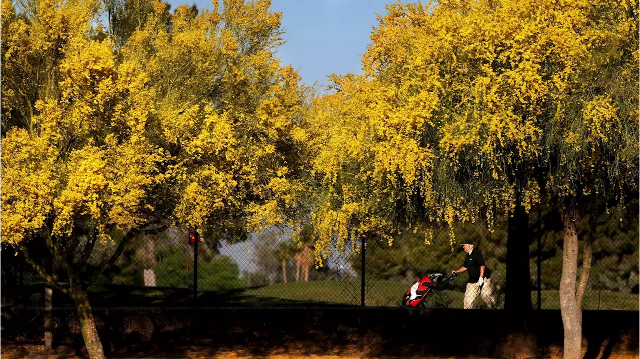 Photos: Palo Verde Trees in Bloom