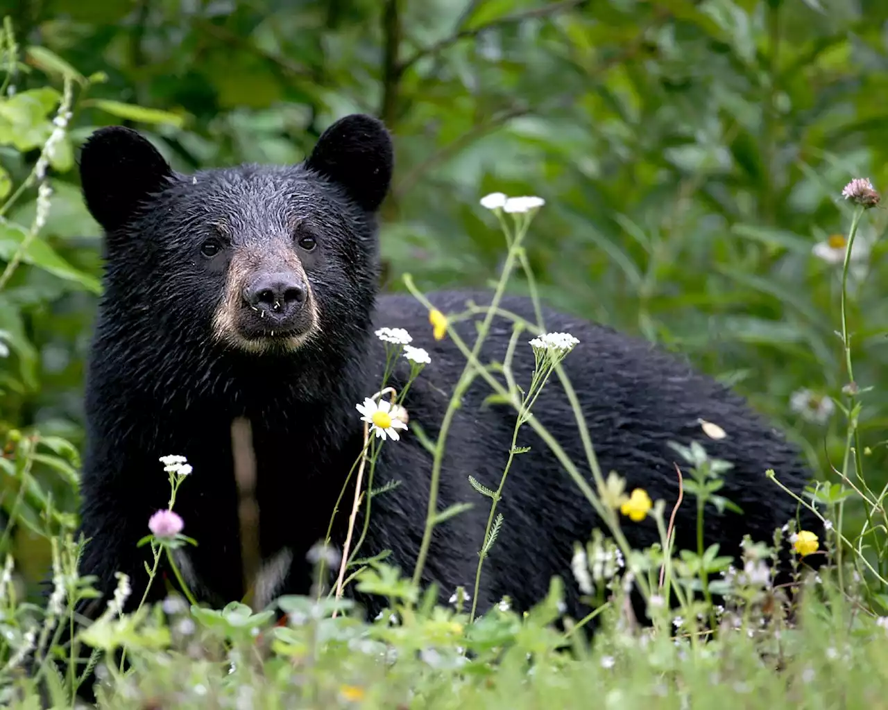 A Black Bear Has Been Rummaging Through Trash Cans in Kensington - Washingtonian