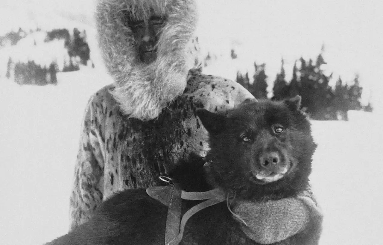 L’ADN de Balto, le célèbre chien de traîneau, analysé par des chercheurs