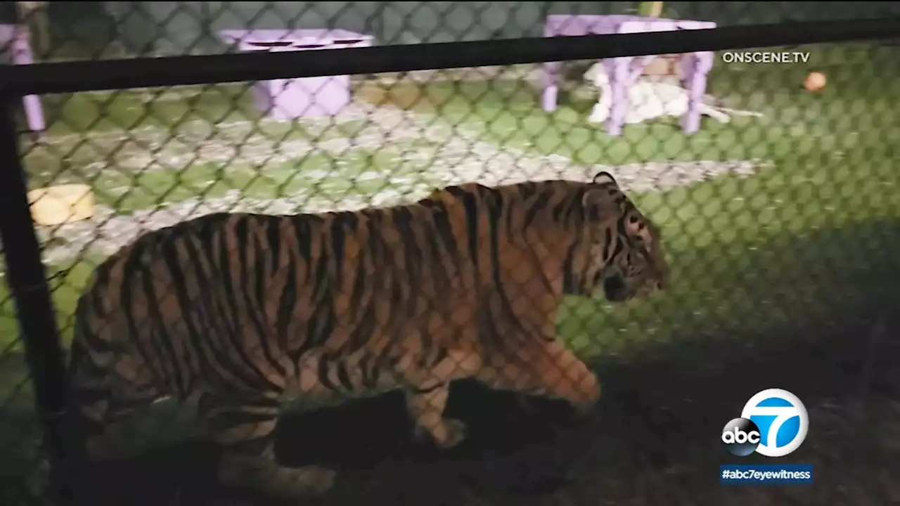 Tiger sanctuary in Riverside County reopening following animal abuse allegations