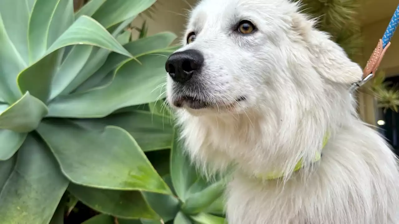 Meet the evasive Maremma who sparked a community-led dog hunt between Margaret River and Perth