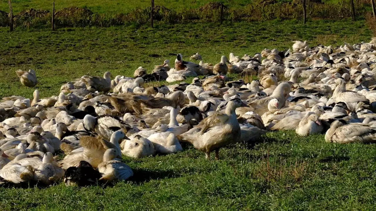 Grippe aviaire: le niveau de risque redescend d''élevé' à 'modéré' en France