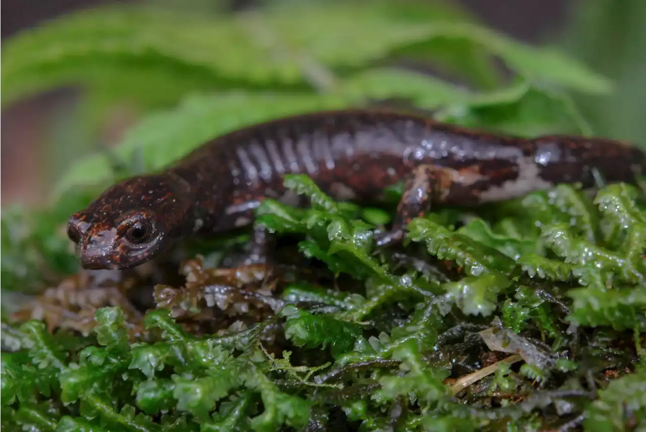 Descubren nueva especie de Salamandra en Cundinamarca