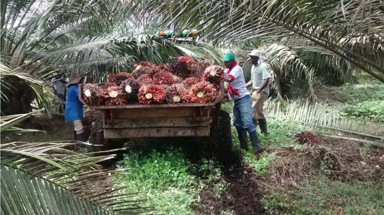 Inseguridad y plagas amenazan la producción de palma en el Pacífico de Nariño