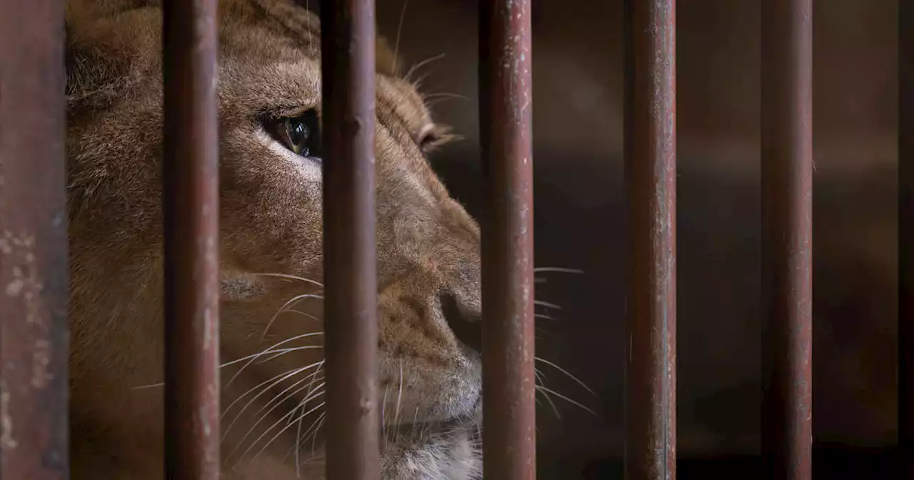 Lions, a camel and a bear say goodbye to Puerto Rico's zoo