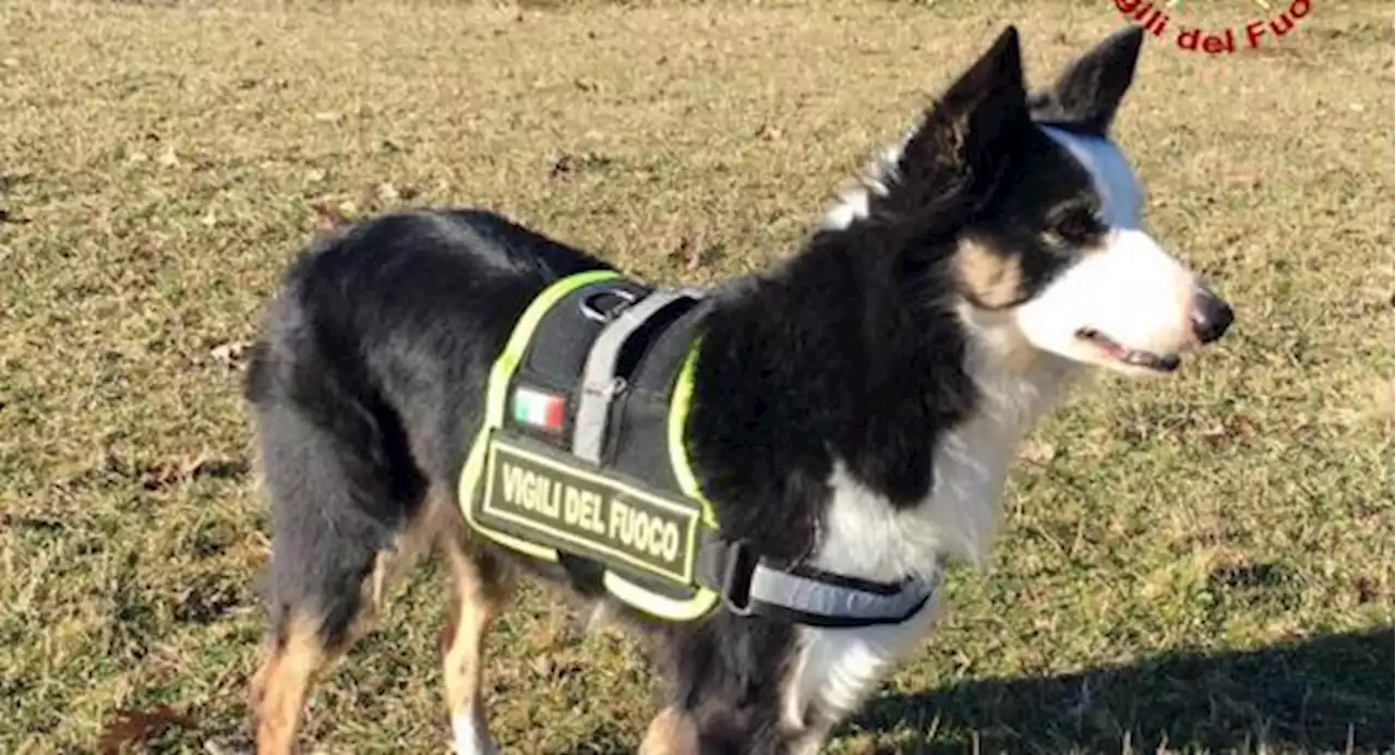 Addio a Kira, cane eroe del terremoto di Amatrice: ha avuto un malore, aveva 13 anni