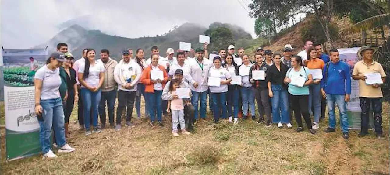 Siembra de cacao, café y árboles impulsan la paz en Sardinata, Norte de Santander