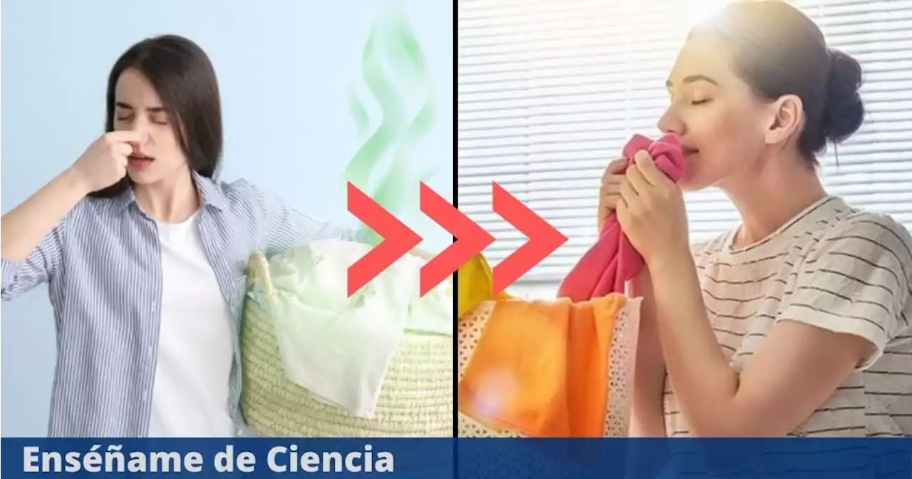 El ingrediente secreto que promete eliminar el olor a humedad de la ropa en minutos