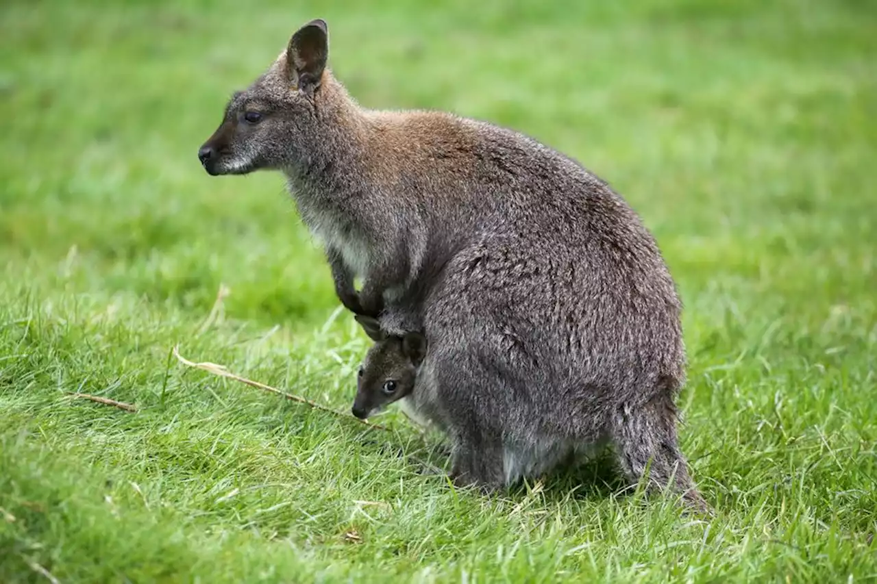 Un kangourou ou un wallaby aurait été aperçu en Petite Camargue