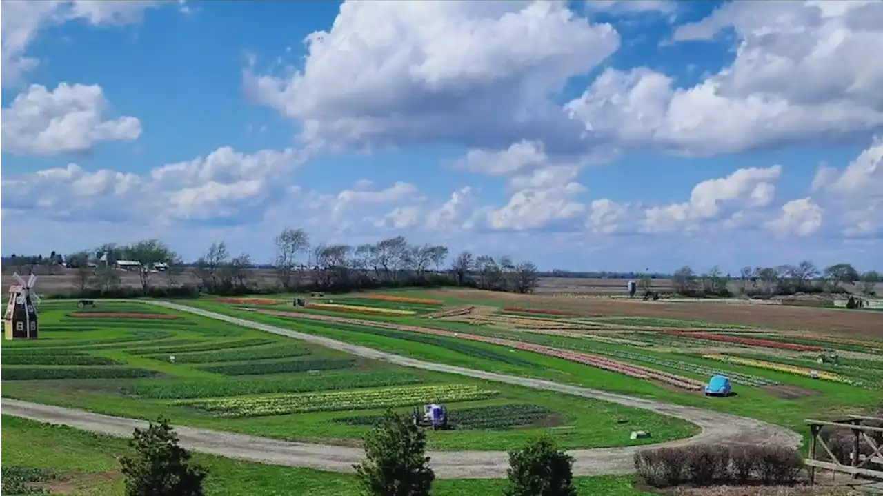 Midwest Tulip Fest at Kuipers Family Farm in Maple Park