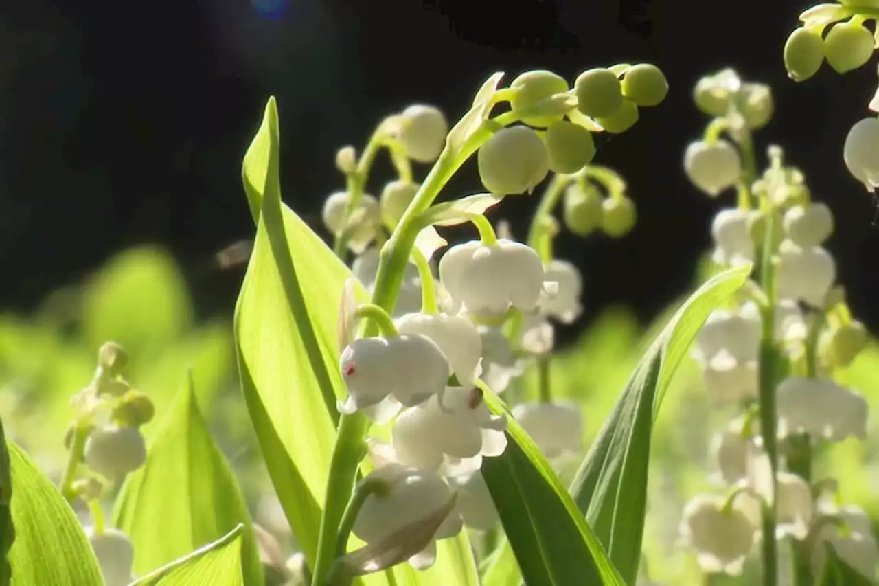 A Marseille, un champ de muguet au pied d'un immeuble