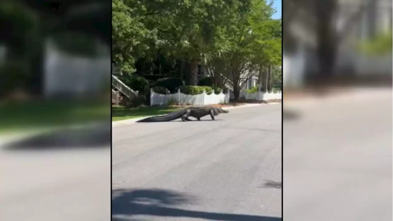 Un enorme caimán pasea como un ciudadano más por las calles de Charleston, en EEUU