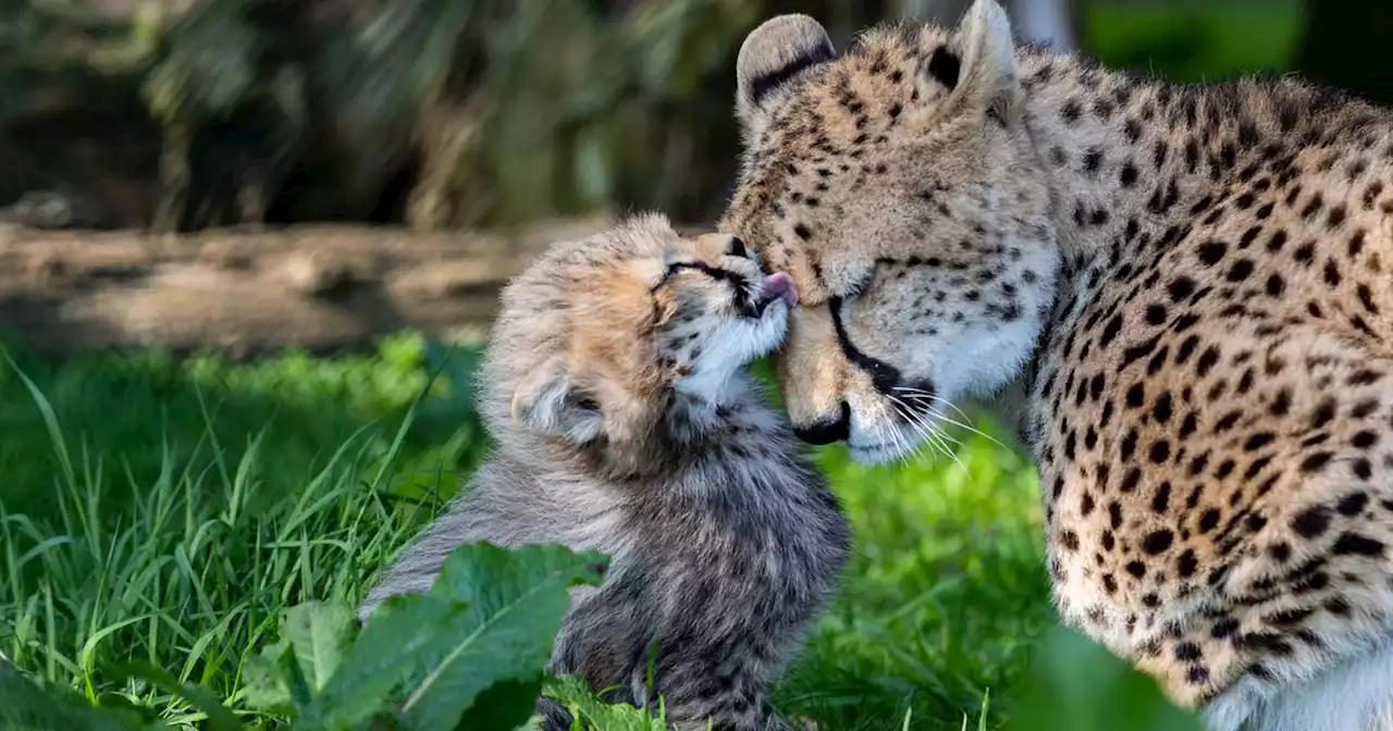 Fota Wildlife Park seeks names for four newborn cheetah cubs born at nature reserve