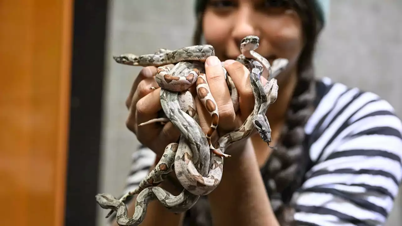 Drei-Meter-Boa in Zoo brachte 42 Junge zur Welt