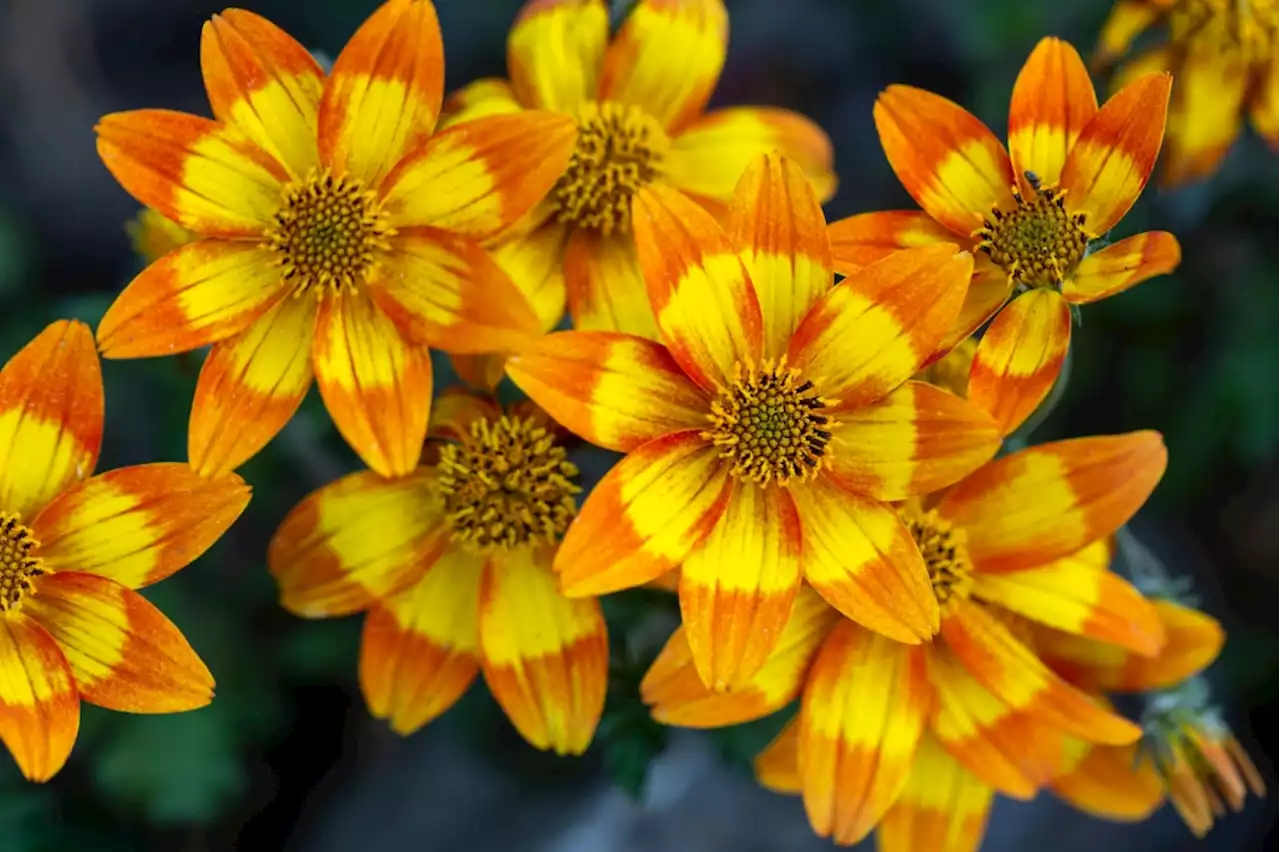 How to keep these drought-tolerant flowers fertilized