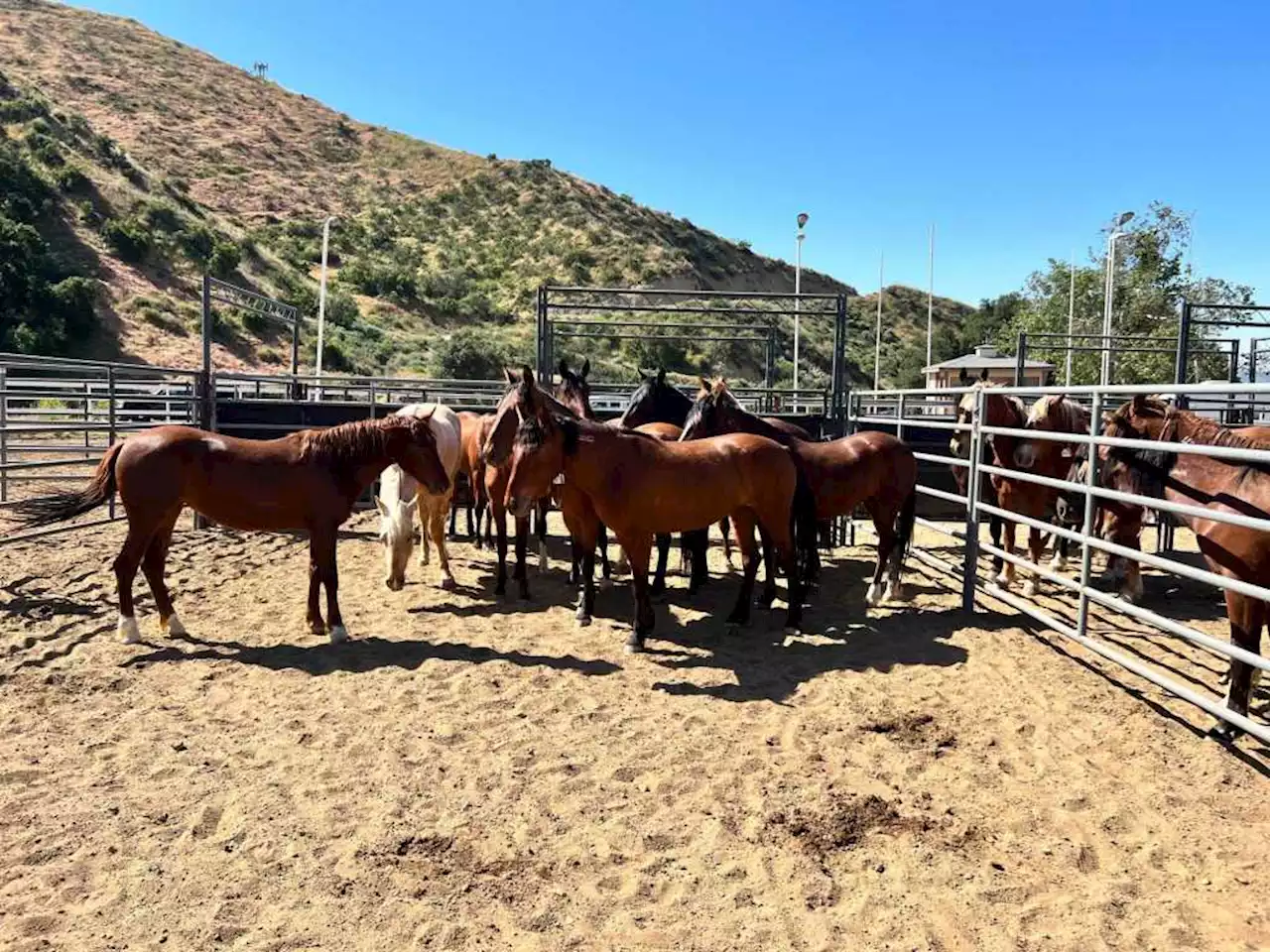 Wild mustangs and burros up for adoption in Los Angeles County