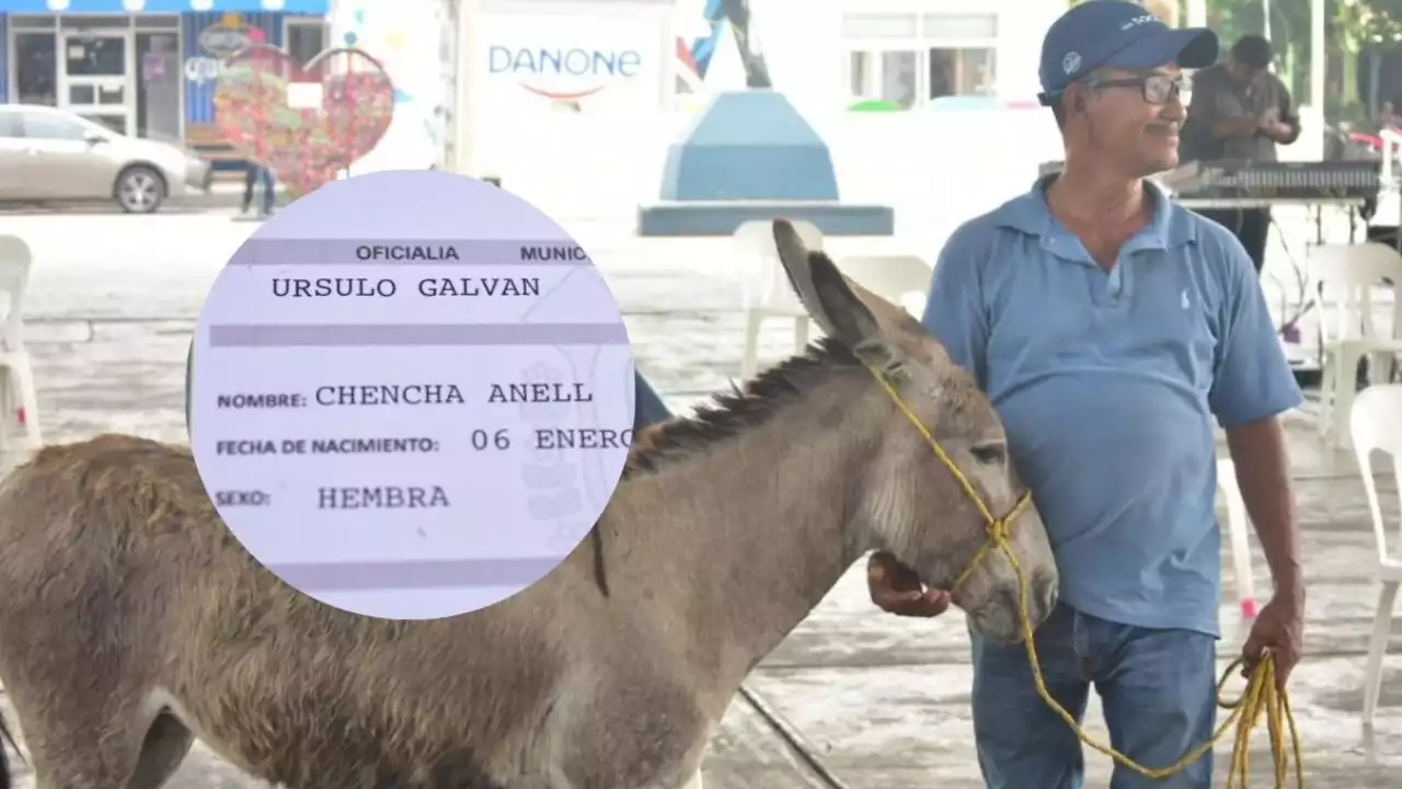 La burrita Chencha Anell recibe su acta de nacimiento en municipio de Veracruz