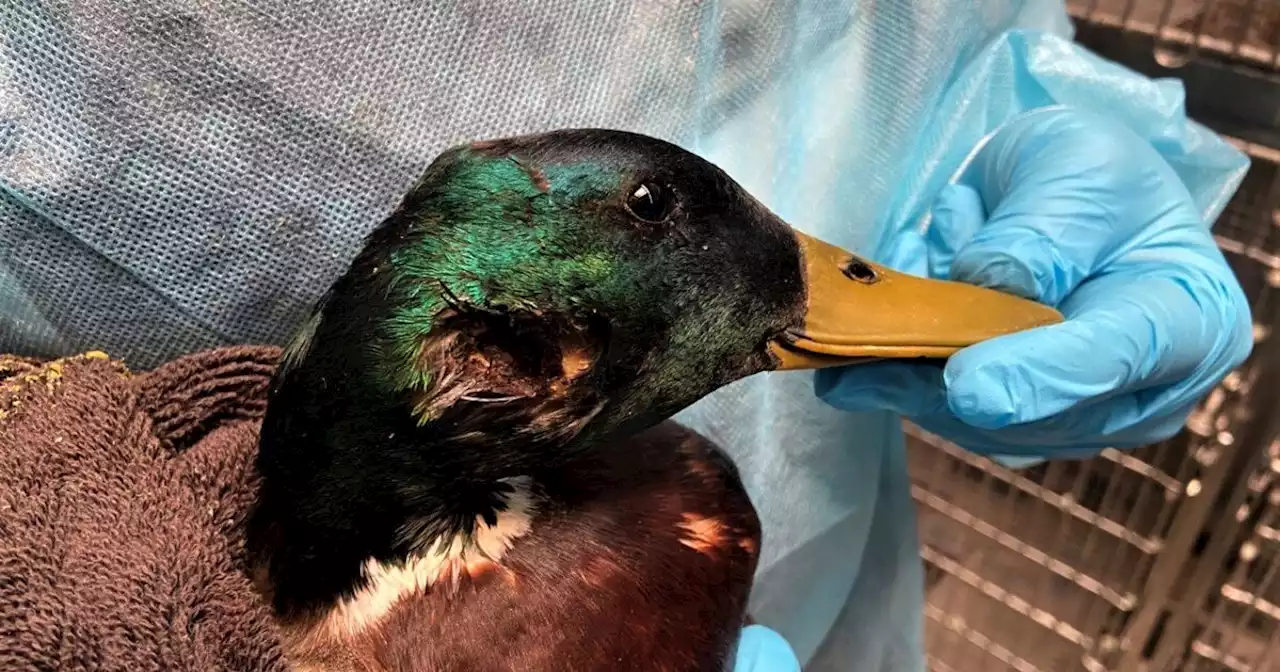 Mallard that was shot with an arrow is released after recovering in Orange County