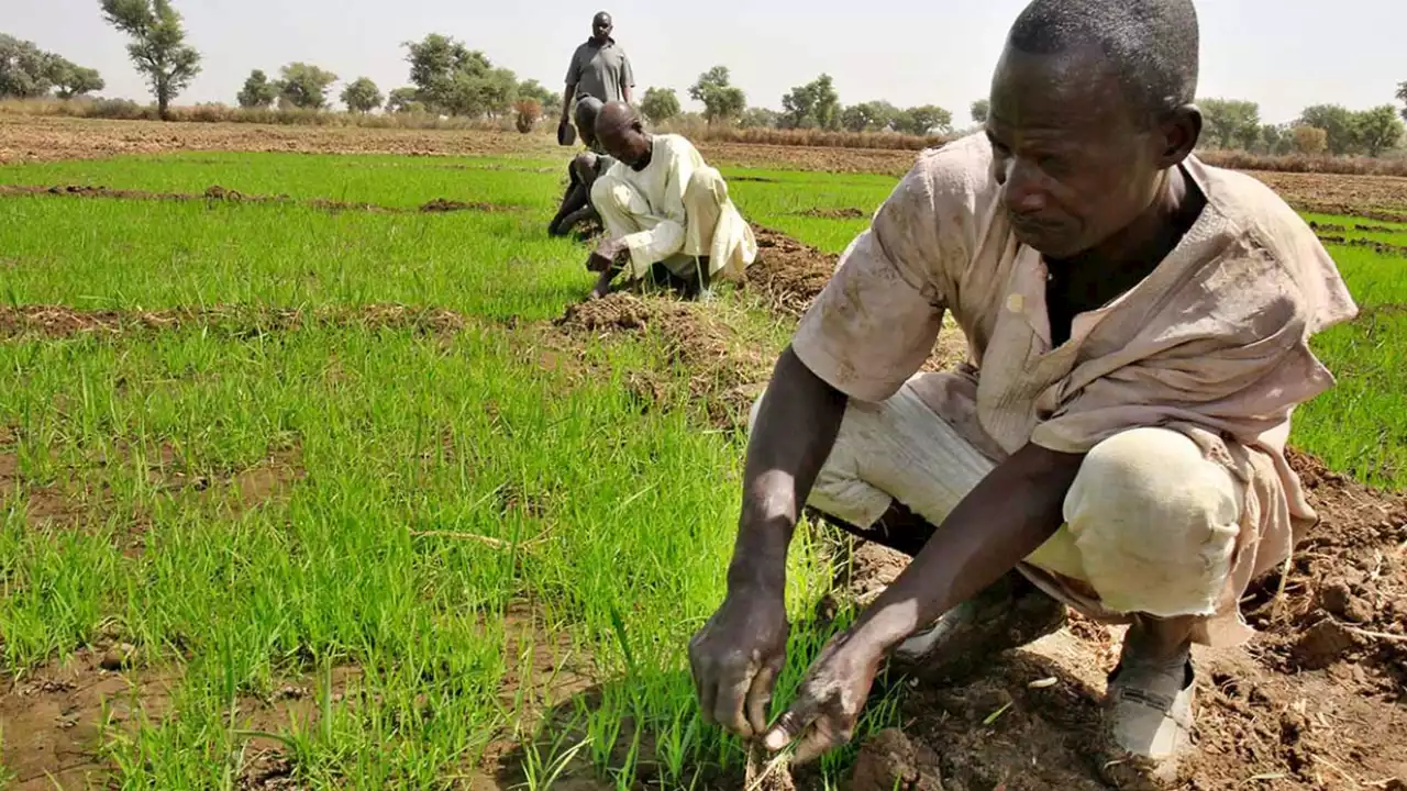 Rice Farmers Laud Kwara Govt’s Dry Season Farming Scheme