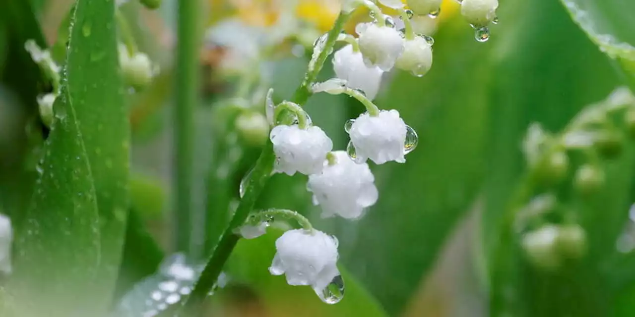 Muguet du 1er Mai : ce que vous avez le droit de faire (ou pas)