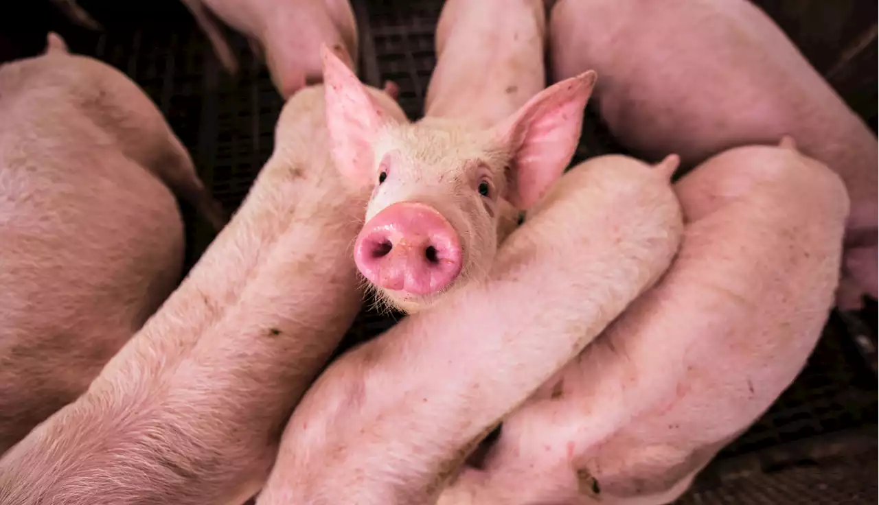 Philippine swine industry on the path to recovery amidst ongoing ASF outbreak