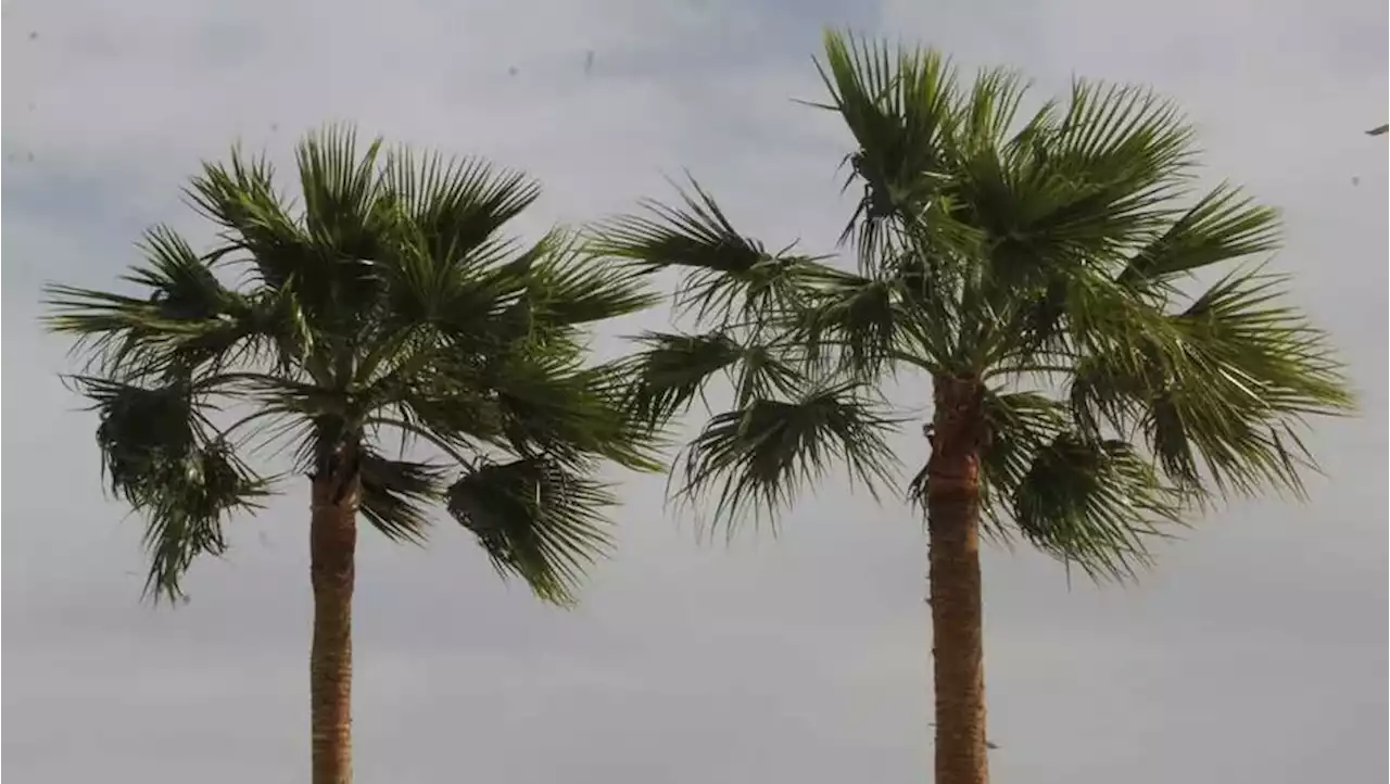 Alertan por viento fuerte en Tamaulipas ¡Rachas de hasta 100 km/h!