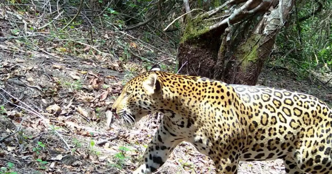 Jaguar que se creía extinto en Casanare fue captado en el río Cravo Sur