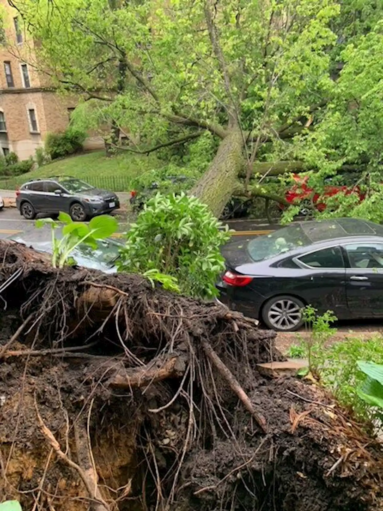 “Mighty American Oak has fallen” - PoPville