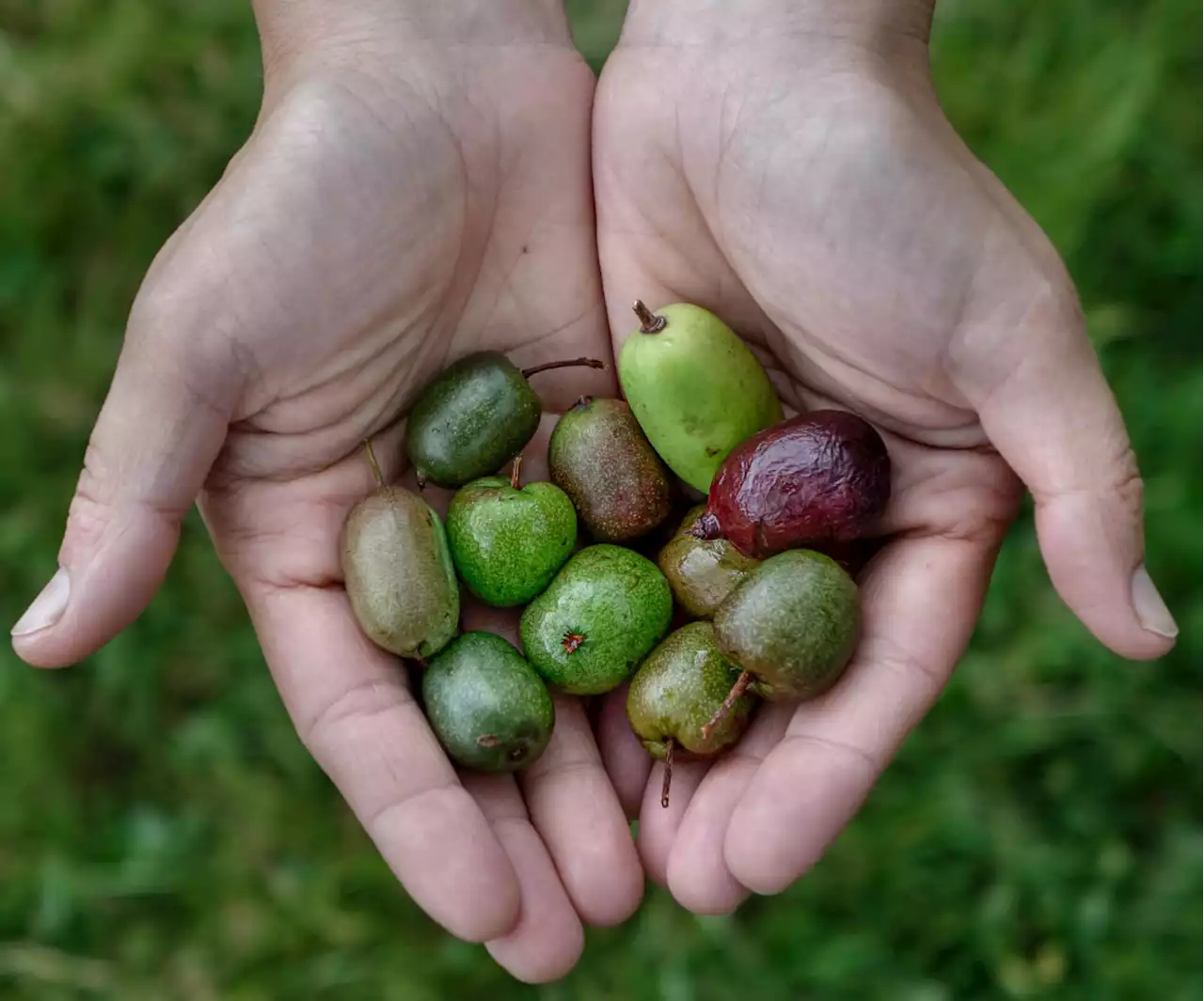 Cristina cultiva kiwiños en Asturias y cuida los manzanos del abuelo