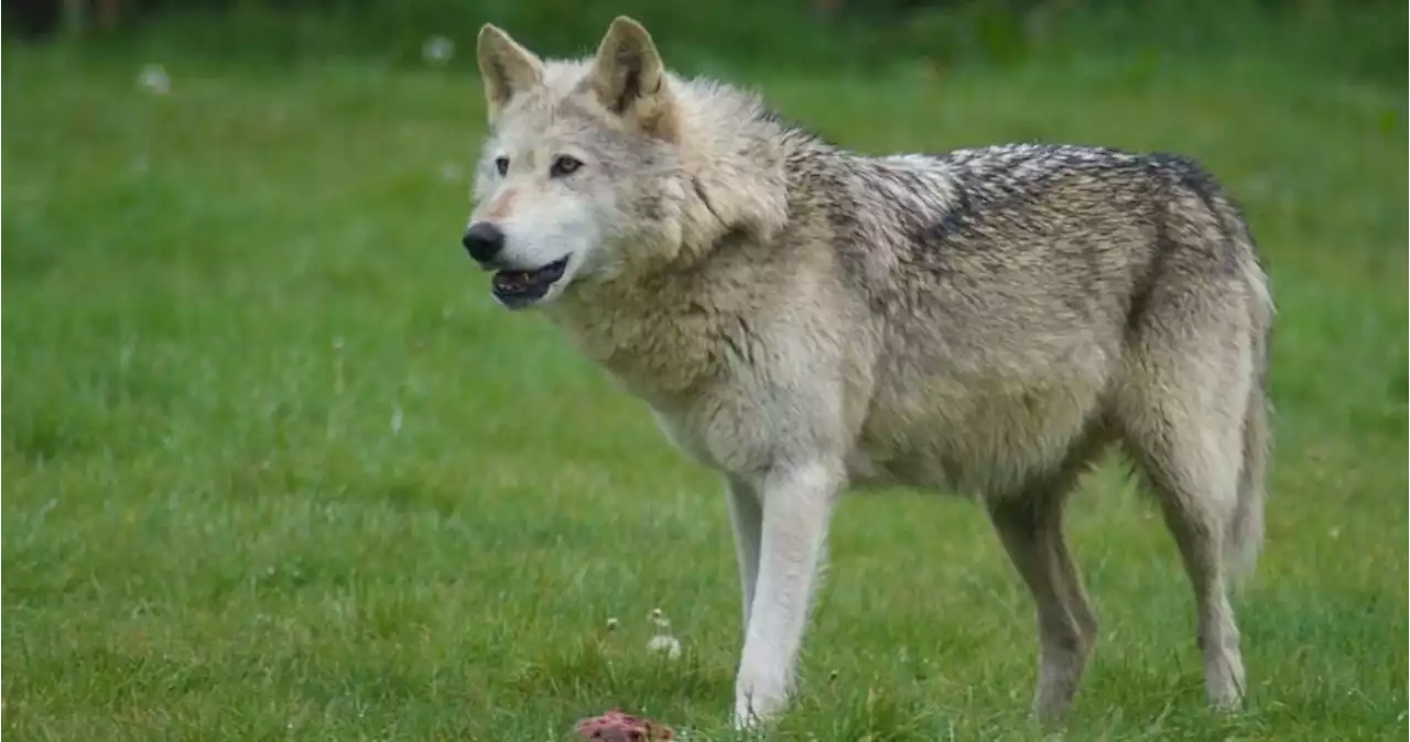 Lobos se acercan a ciudades como Berlín; realizan cumbre para buscar soluciones