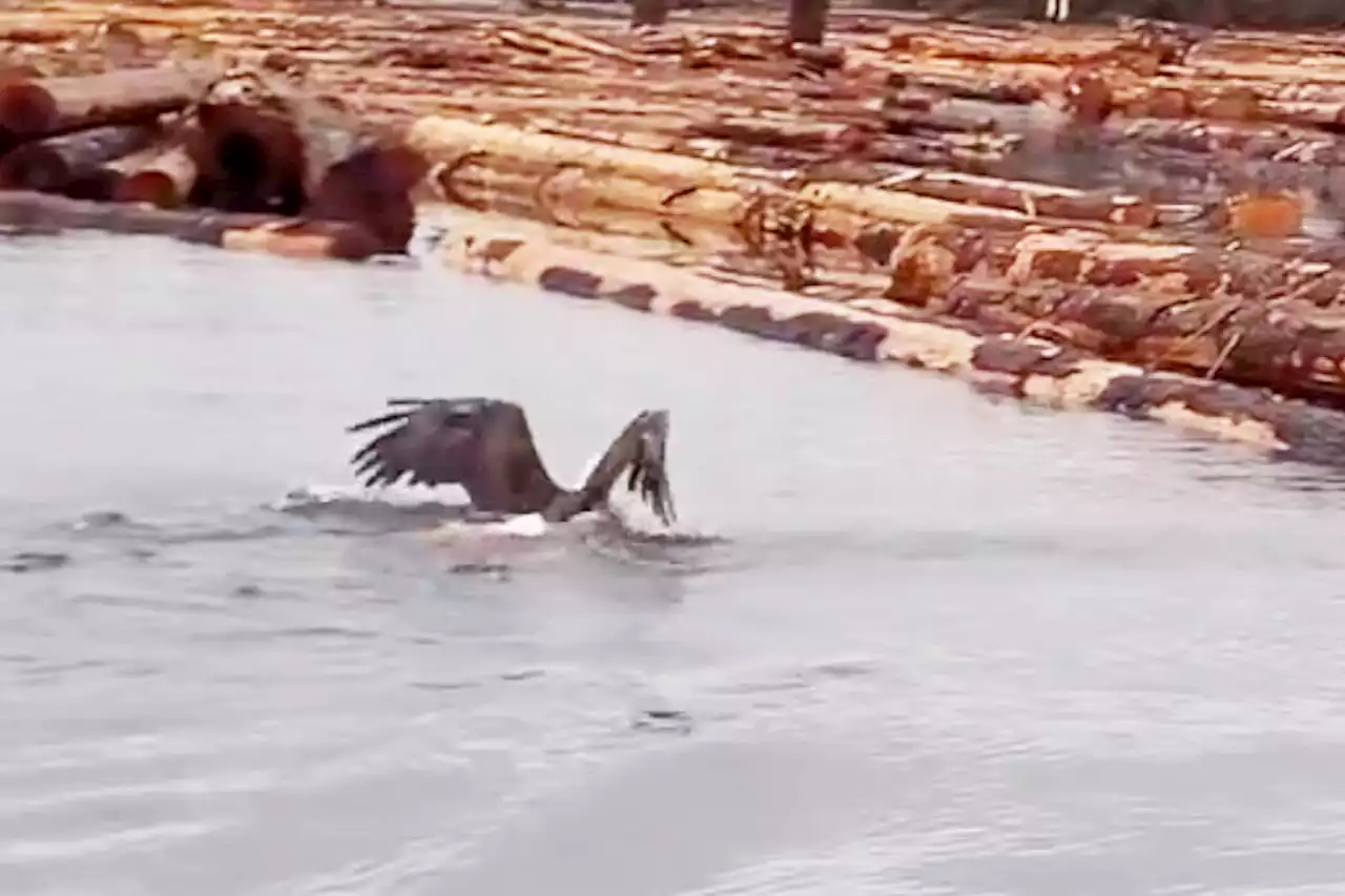 VIDEO: Swimming eagle lugs massive fish on to B.C. log boom - Terrace Standard