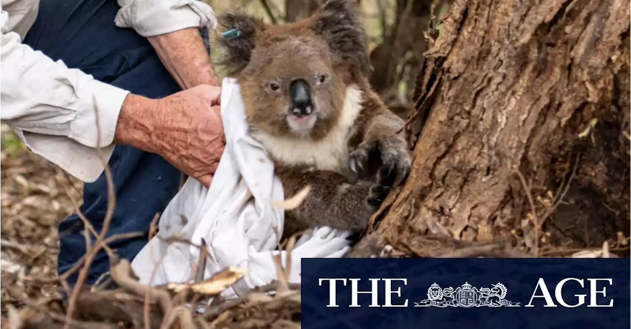 How the healthiest koala colony collapsed into extinction