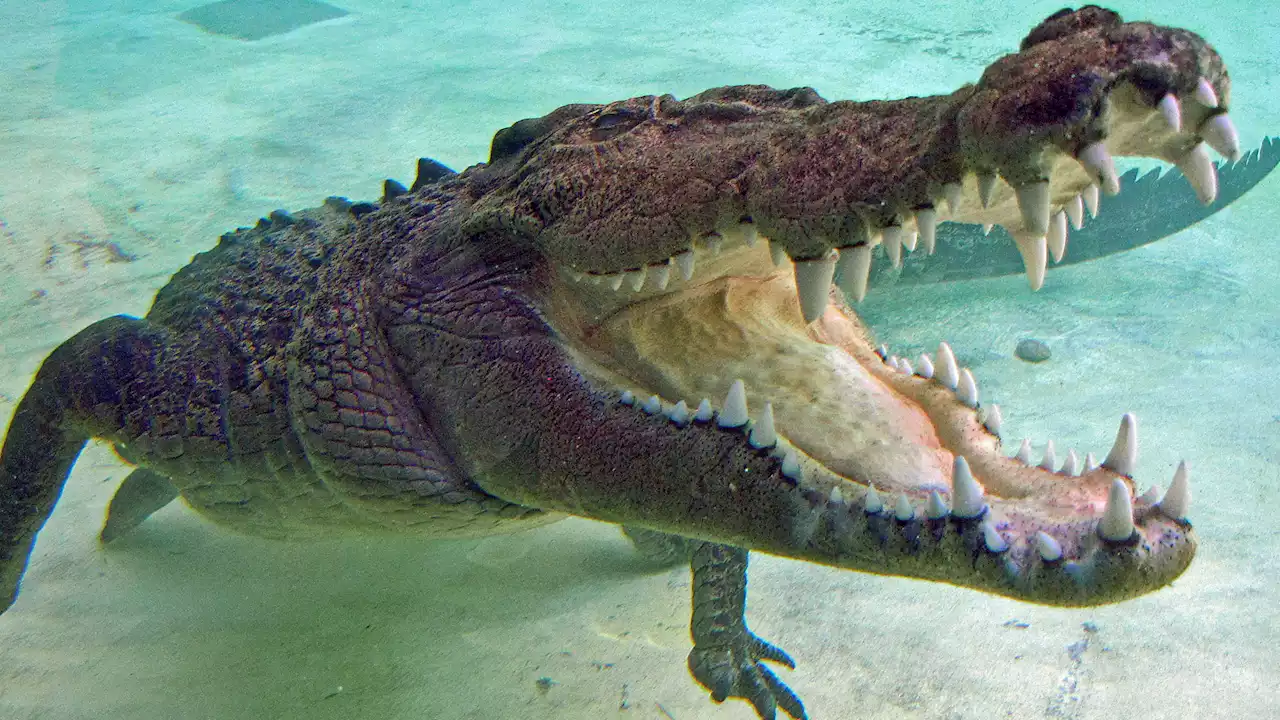 Fisherman 'dragged to his death by crocodile as pals heard him scream'