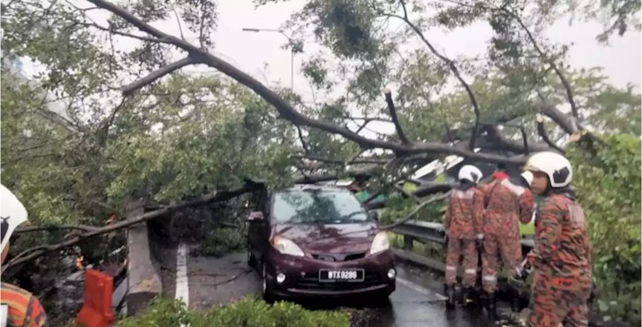 Enam selamat selepas kereta dinaiki dihempap pokok