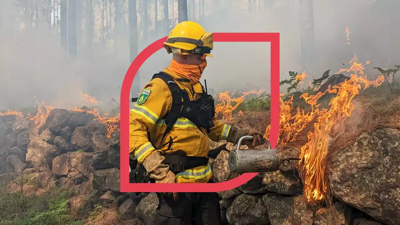 plan b: Waldschutz in der Klimakrise