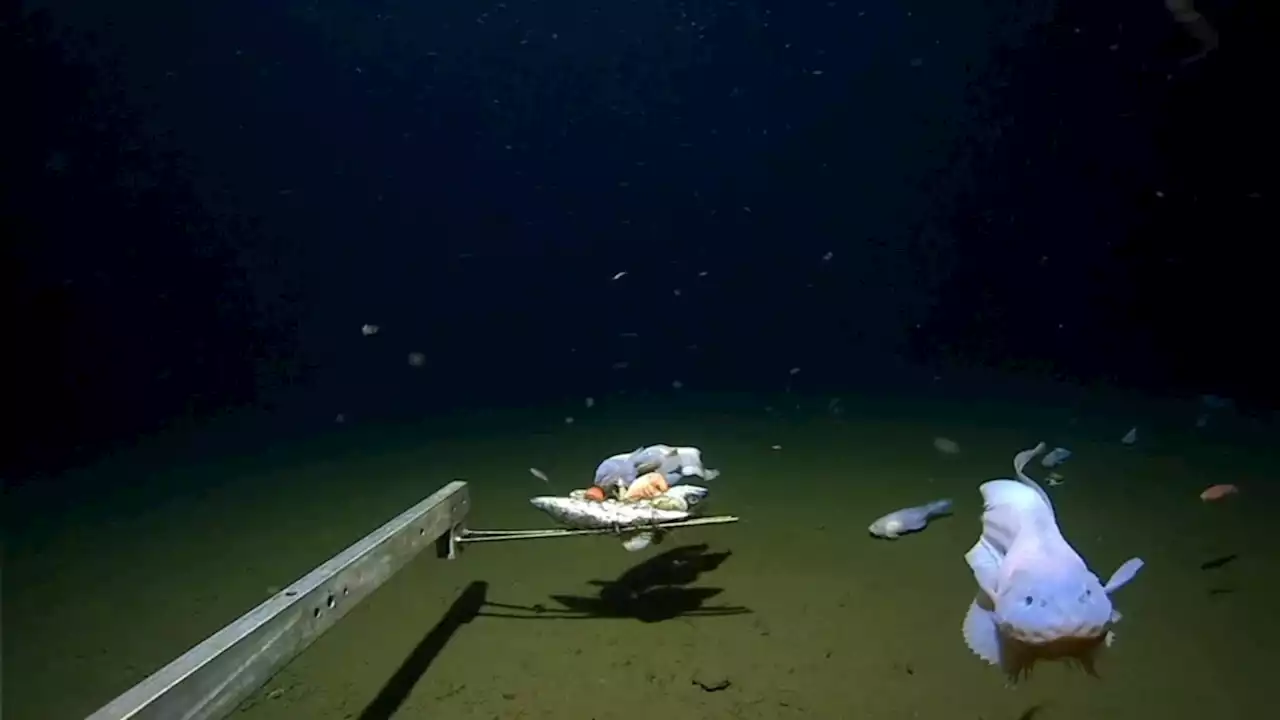 Scientists film deepest ever fish on seabed off Japan