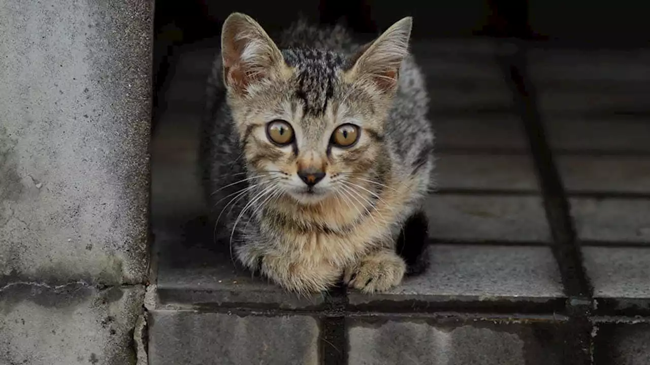 'Ça ne fait qu'empirer': à Metz, les chats errants prolifèrent et la mairie veut les stériliser